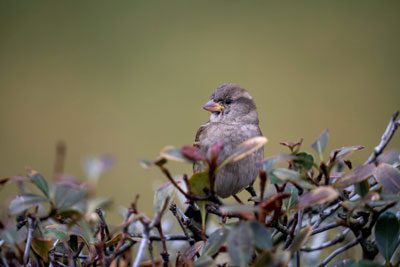 لنز سیگما Sigma 60-600mm f4.5-6.3 DG DN OS Sports Sony E